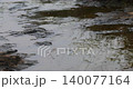 Green Mossy Algae in water 140077164