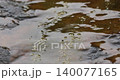 Green Mossy Algae in water 140077165