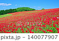 4K video: Poppies in full bloom in the sky. A field of bright red flowers and lush green mountains under a refreshing blue sky. Fixed, unmanned location. 4K video: Poppies in full bloom in the sky. A field of bright red flowers and lush green mountains under a refreshing blue sky. Fixed, unmanned location. 140077907