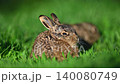 Close up view wild funny little young hare in the green grass 140080749