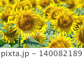 Sunflower field (Tsunan Sunflower Square) 140082189