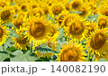 Sunflower field (Tsunan Sunflower Square) 140082190