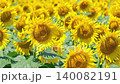 Sunflower field (Tsunan Sunflower Square) 140082191