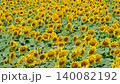 Sunflower field (Tsunan Sunflower Square) 140082192