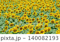 Sunflower field (Tsunan Sunflower Square) 140082193