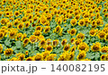 Sunflower field (Tsunan Sunflower Square) 140082195