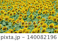 Sunflower field (Tsunan Sunflower Square) 140082196