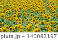 Sunflower field (Tsunan Sunflower Square) 140082197