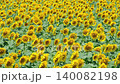 Sunflower field (Tsunan Sunflower Square) 140082198