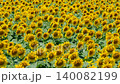 Sunflower field (Tsunan Sunflower Square) 140082199