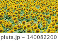 Sunflower field (Tsunan Sunflower Square) 140082200