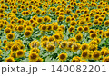 Sunflower field (Tsunan Sunflower Square) 140082201