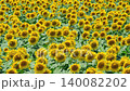 Sunflower field (Tsunan Sunflower Square) 140082202