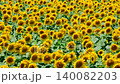 Sunflower field (Tsunan Sunflower Square) 140082203