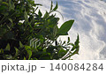 Frost crystals cling to tea leaves, covering green crop plants in delicate winter texture. Icy plantation foliage and white sparkle create a seasonal agricultural scene with fresh detail. 140084284
