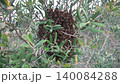 Swarm of honeybees clusters on a tree branch, showing dense pollinator activity and organic life. Bee colony forms a living mass in woodland air with buzzing motion and natural process. 140084288