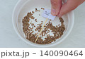 Dill seeds are prepared for planting in container while hand places handwritten label. Concept of herb gardening and kitchen garden setup 140090464