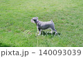Dog mini shnauzer wants to play ball outdoor games 140093039