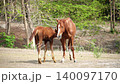 A brown mare and her young foal grazing together on a green pasture with a natural forest background 140097170