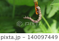 春田裡蠕動的尺蠖 01 140097449