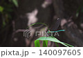 一隻豆娘棲息在春日田野和山巒間隨風搖曳的樹葉上。 01 140097605