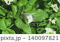 一隻菜粉蝶停在春日田野的一片葉子上（02） 140097821