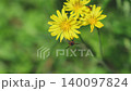 一隻寄生蠅（01）正在春天的田野裡吸食蒲公英花的花蜜。 140097824