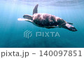 Dolly forward tracking shot to a green sea turtle (Chelonia mydas) and live sharksucker (Echeneis naucrates) swimming in blue open waters bathed in rays of light from the surface. Dauin, Philippines Dolly forward tracking shot to a green sea turtle (Chelonia mydas) and live sharksucker (Echeneis naucrates) swimming in blue open waters bathed in rays of light from the surface. Dauin, Philippines 140097851