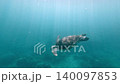 Tracking shot, green sea turtle (Chelonia mydas) with a live sharksucker (Echeneis naucrates) attached to it gliding in blue hazy water illuminated by sunlight from the surface. Dauin, Philippines Tracking shot, green sea turtle (Chelonia mydas) with a live sharksucker (Echeneis naucrates) attached to it gliding in blue hazy water illuminated by sunlight from the surface. Dauin, Philippines 140097853