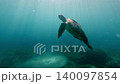 Tracking shot of a green sea turtle (Chelonia mydas) ascending to the surface as live sharksucker (Echeneis naucrates) attached to its carapace bathe with sunlight filtering through. Daun, Philippines Tracking shot of a green sea turtle (Chelonia mydas) ascending to the surface as live sharksucker (Echeneis naucrates) attached to its carapace bathe with sunlight filtering through. Daun, Philippines 140097854