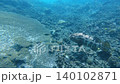 Snorkeling pov tracking shot following a brown marbled grouper or tiger grouper (Epinephelus fuscoguttatus) swimming lazily along the vast coral reef. Dauin, Philippines Snorkeling pov tracking shot following a brown marbled grouper or tiger grouper (Epinephelus fuscoguttatus) swimming lazily along the vast coral reef. Dauin, Philippines 140102871