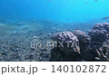 Snorkeling pov dolly forward to a coral bommies as a brown marbled grouper or tiger grouper (Epinephelus fuscoguttatus) emerging from behind it and swimming away. Dauin, Philippines Snorkeling pov dolly forward to a coral bommies as a brown marbled grouper or tiger grouper (Epinephelus fuscoguttatus) emerging from behind it and swimming away. Dauin, Philippines 140102872