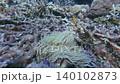 Handheld motion snorkeling pov showing a lemon damsel (Pomacentrus moluccensis) guarding a colony of swaying sebae anemone (Radianthus crispa) inhabited by tiny clownfish. Dauin, Philippines Handheld motion snorkeling pov showing a lemon damsel (Pomacentrus moluccensis) guarding a colony of swaying sebae anemone (Radianthus crispa) inhabited by tiny clownfish. Dauin, Philippines 140102873