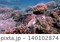 Snorkeling pov to a green sea turtle (chelonia mydas) with a remora (Echeneidae) attached to its shell, foraging and eating algae from the dense corals. Dauin, Philippines Snorkeling pov to a green sea turtle (chelonia mydas) with a remora (Echeneidae) attached to its shell, foraging and eating algae from the dense corals. Dauin, Philippines 140102874