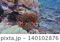 Snorkeling pov pointing a finger at two tomato clownfish (Amphiprion frenatus) hiding among a bubble tip anemone (Entacmaea quadricolor) in Dauin, Philippines Snorkeling pov pointing a finger at two tomato clownfish (Amphiprion frenatus) hiding among a bubble tip anemone (Entacmaea quadricolor) in Dauin, Philippines 140102876
