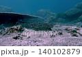 Dolly forward along the seafloor to reveal a school of juvenile striped eel catfish (Plotosus lineatus) in a hypnotic feeding frenzy in Dauin, Negros Island Region, Philippines Dolly forward along the seafloor to reveal a school of juvenile striped eel catfish (Plotosus lineatus) in a hypnotic feeding frenzy in Dauin, Negros Island Region, Philippines 140102879