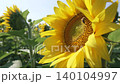 Sunflowers and bees 140104997