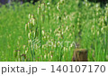 Kobanso swaying in the wind 140107170