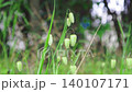 Kobanso swaying in the wind 140107171