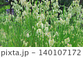 Kobanso swaying in the wind 140107172