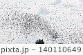 Gathering of individual birds to forage 140110649