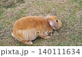 Fluffy ginger lop-eared rabbit sitting on green and brown grass field. Adorable domestic bunny exploring nature outdoors during the day. 140111634