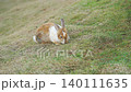 A fluffy brown and white rabbit sitting on a grassy slope in a natural outdoor setting. Cute bunny exploring the meadow under bright daylight. 140111635