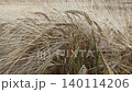 beautiful golden wheat ears at meadow at sunny evening, at sunset. macro 140114206