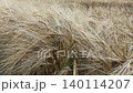 beautiful golden wheat ears at meadow at sunny evening, at sunset. macro 140114207