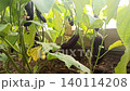 ripe eggplants growing in green house. close up 140114208