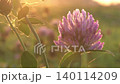 flowers of clover at sunset. macro 140114209