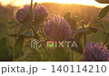 flowers of clover at sunset. macro 140114210