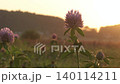 flowers of clover at sunset. close up 140114211