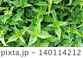 natural green fresh nettle growing naturally. healing herb. top view 140114212
